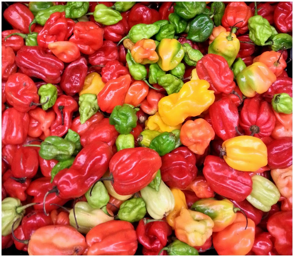 Scotch Bonnet Peppers
