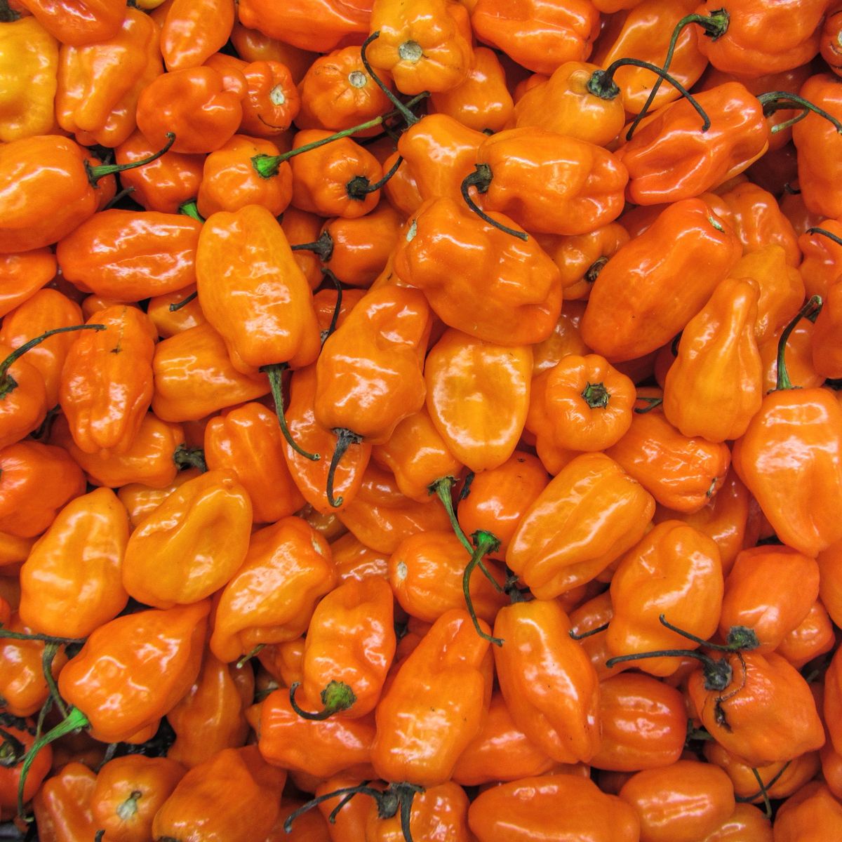 Habanero Peppers